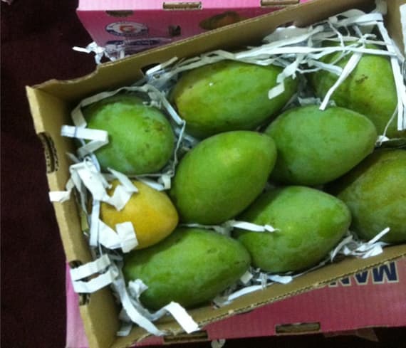 الحصول على مانجو جازان متاح إلكترونيا