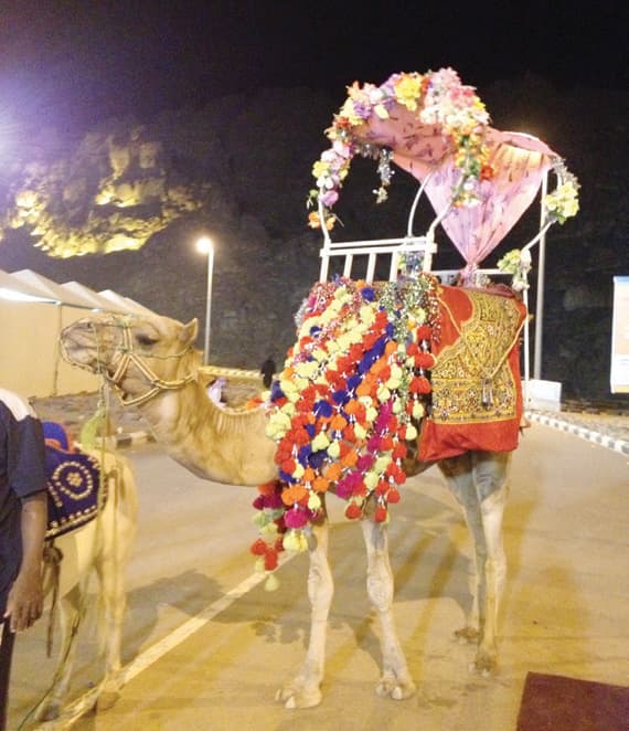 «الهودج» يعيد كبار السن
إلى ذاكرة الصحراء