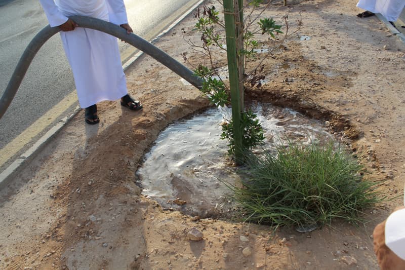 "تطوعي النظيم" يطلق مبادرة "باسقة" لسقي نخيل الحي المهمل