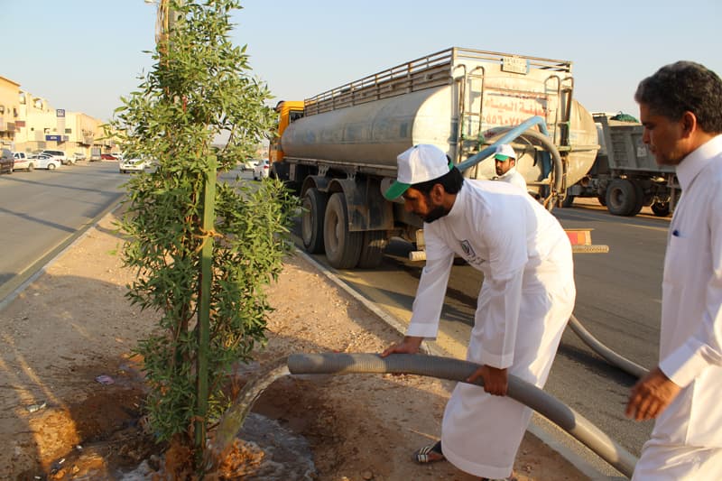 "تطوعي النظيم" يطلق مبادرة "باسقة" لسقي نخيل الحي المهمل