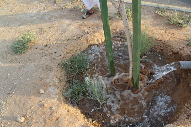 "تطوعي النظيم" يطلق مبادرة "باسقة" لسقي نخيل الحي المهمل