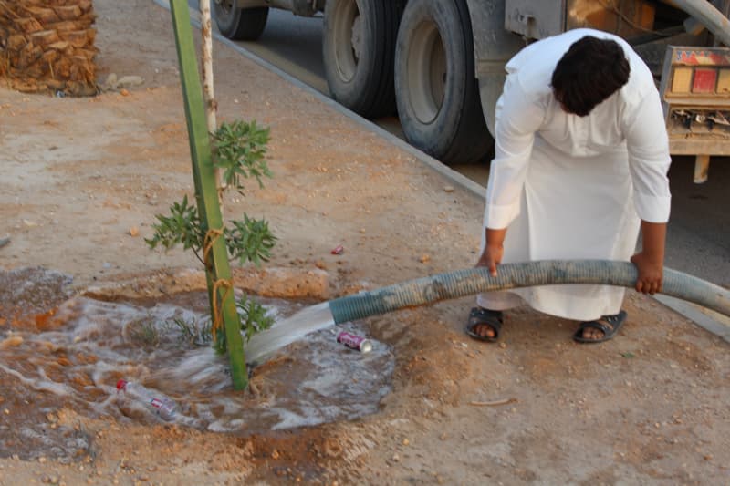 "تطوعي النظيم" يطلق مبادرة "باسقة" لسقي نخيل الحي المهمل