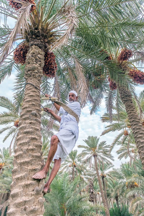 مسن يتسلق نخلة لحصد تمورها في مزرعته في القصيم