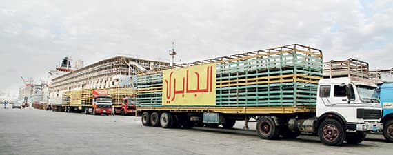 الجابري: نستورد نحو 2.5 مليون رأس من المواشي في العام الواحد