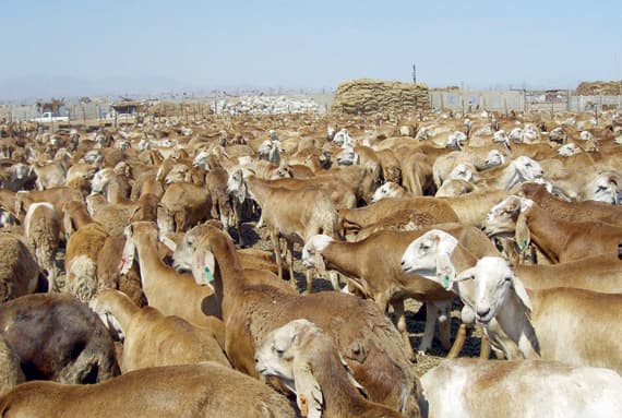 شركة أبناء مزيد سفر الشلوي .. شراكة حقيقية مع مجموعة البنك الإسلامي للتنمية