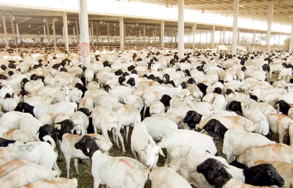 شركة أبناء مزيد سفر الشلوي .. شراكة حقيقية مع مجموعة البنك الإسلامي للتنمية