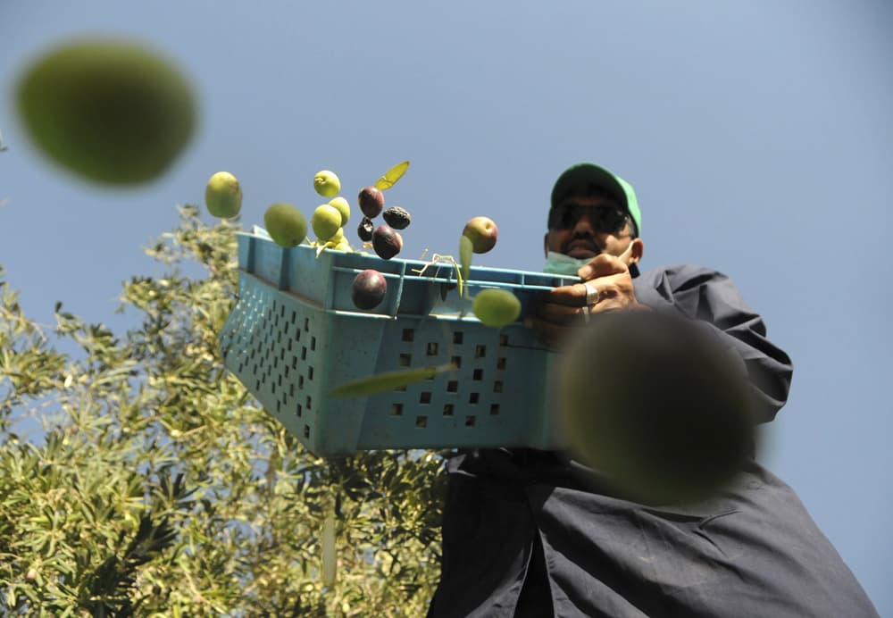 قصة مصورة.. سعوديات في معامل الزيتون في تبوك