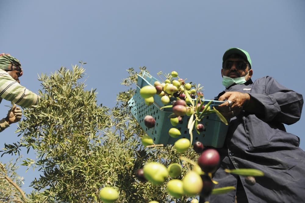 قصة مصورة.. سعوديات في معامل الزيتون في تبوك