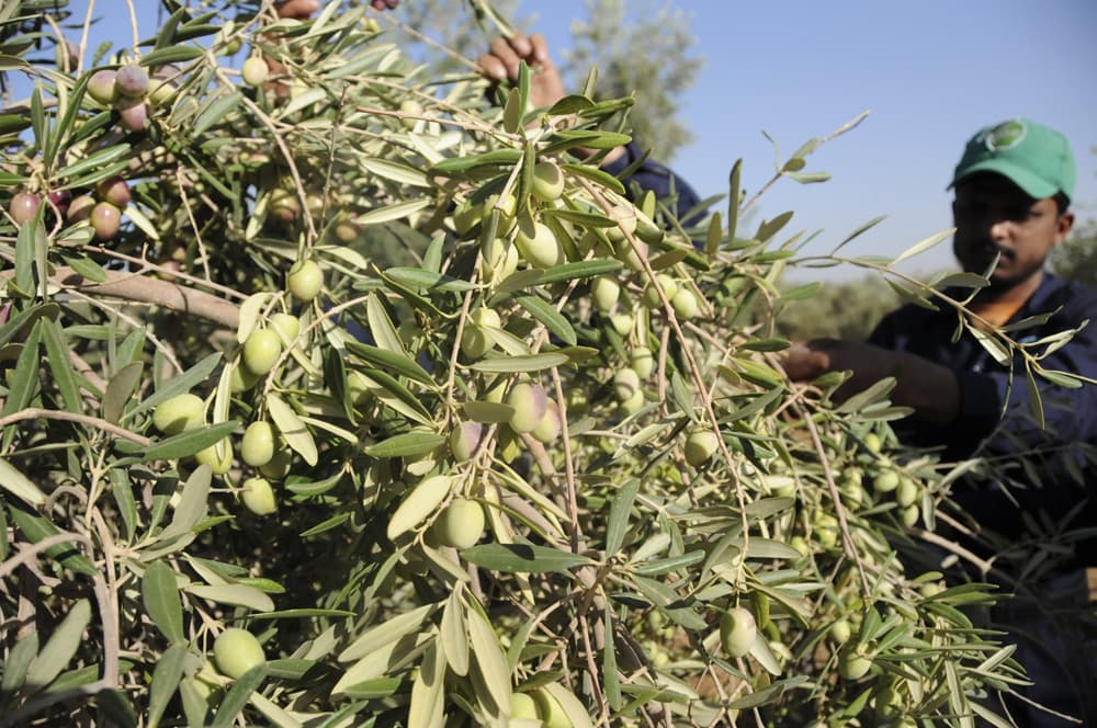 قصة مصورة.. سعوديات في معامل الزيتون في تبوك