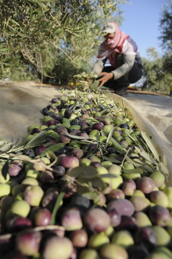 قصة مصورة.. سعوديات في معامل الزيتون في تبوك