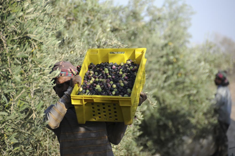 قصة مصورة.. سعوديات في معامل الزيتون في تبوك