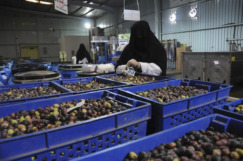 قصة مصورة.. سعوديات في معامل الزيتون في تبوك