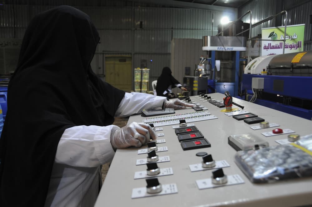 قصة مصورة.. سعوديات في معامل الزيتون في تبوك