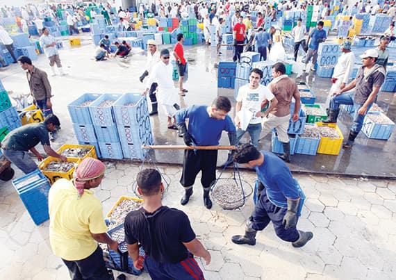 تقلص في محال وباعة أسواق السمك .. 60 % أجانب