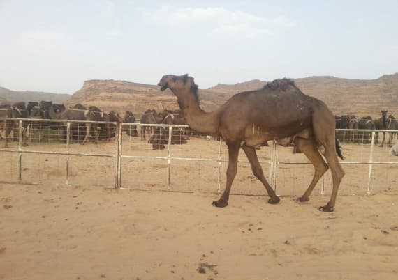 سلمنا «الصحة» نتائج مسوحات تكشف علاقة الجمال بـ «كورونا»