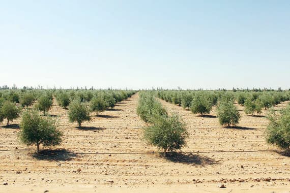 6.9 مليون شجرة زيتون في السعودية 68 % منها في الجوف