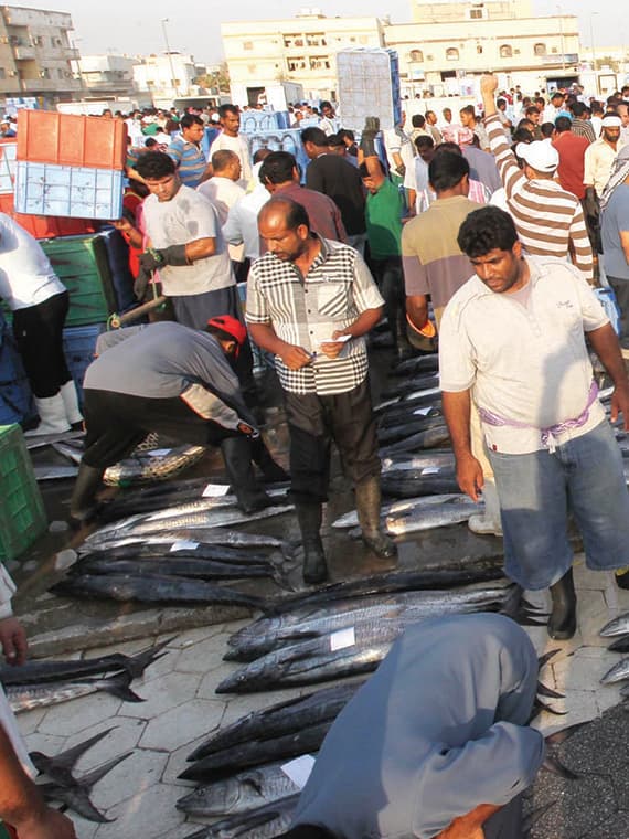 4 دراسات عن المخزون السمكي في المياه الإقليمية السعودية