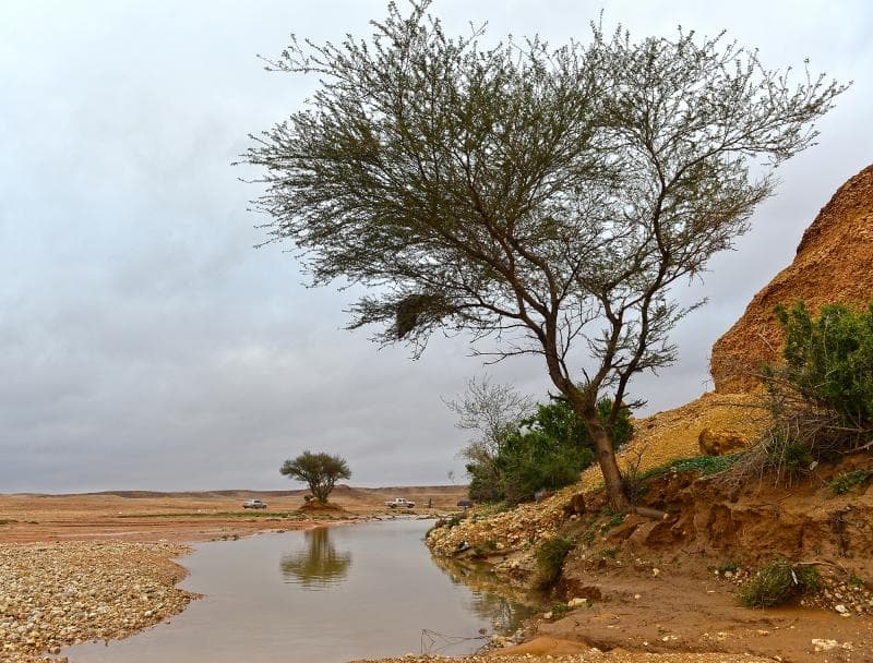 قصة مصورة : الرياض .. المطر .. البهجة
