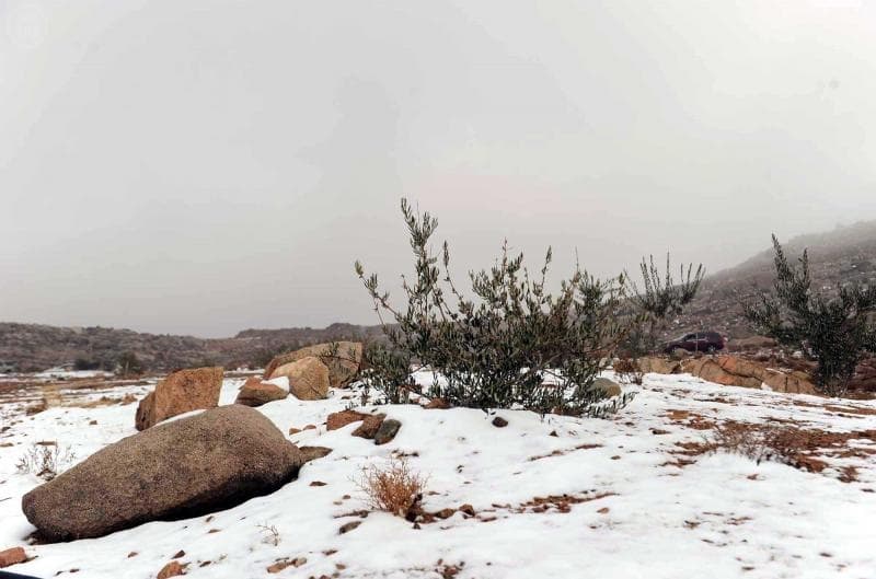 قصة مصورة: تساقط الثلوج على تبوك