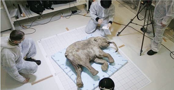 «ماموث» محفوظ في الثلوج منذ 40 ألف عام