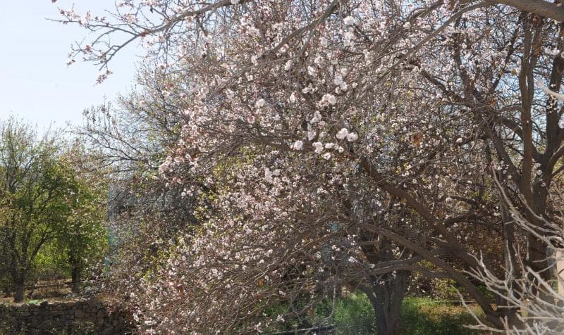قصة مصورة: أشجار اللوز  تضفي الجمال على الجبال جنوب الطائف