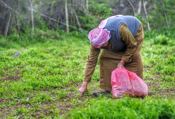 قصة مصورة : أهالي الباحة يستثمرون نبتة القرّاص في تنشيط الجسم