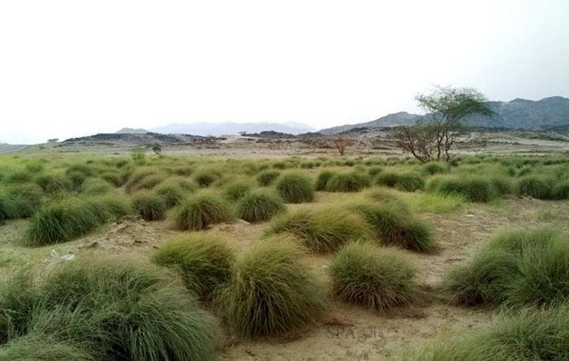 بحث علمي يكشف عن فعالية نبات "الإِذخِرَ" ضد الخلايا السرطانية