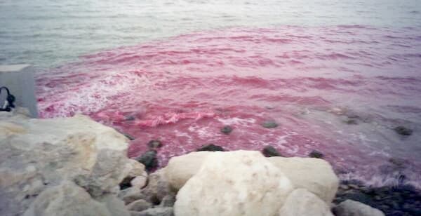 مادة كيميائية تلوث بحر سيهات
وتحول لونه لـ «الوردي»