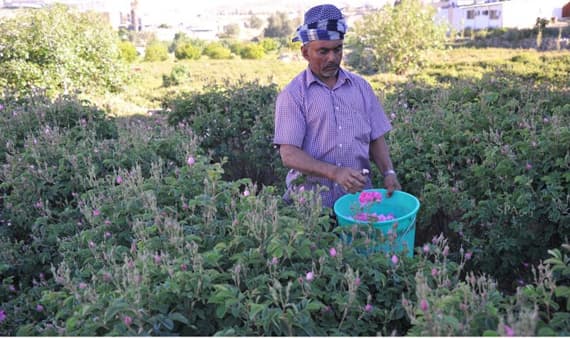 قصة مصورة : مزارع الطائف تفوح بعطر الورد