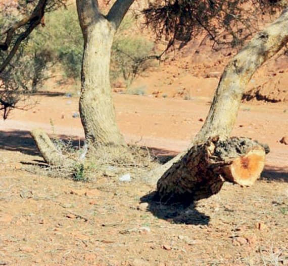 الزراعة ترفع غرامات «الاحتطاب الجائر»