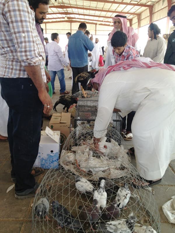 سوق الطيور في حائل .. كرنفال أسبوعي