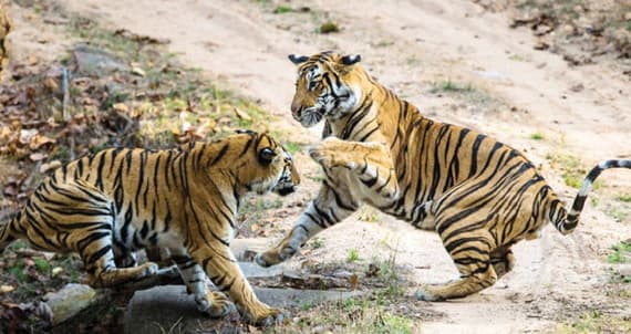 يركض حول العالم لحماية النمور