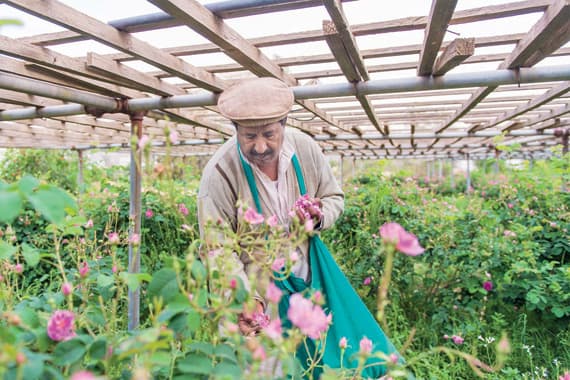 مدينة الورد و«العكاظيين» وقمم الجبال .. المشتى والمصيف
