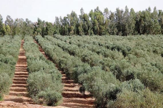 ورشة لتفعيل السياحة الريفية في الأحساء