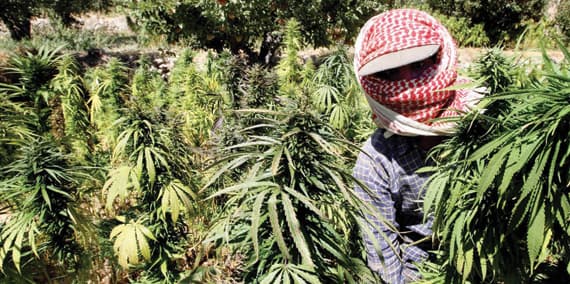 أباطرة الحشيش في البقاع اللبناني يرفضون إباحته خوفا على أرباحهم
