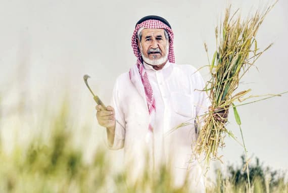 مزارعو الباحة يبدأون «صرام» القمح والشعير