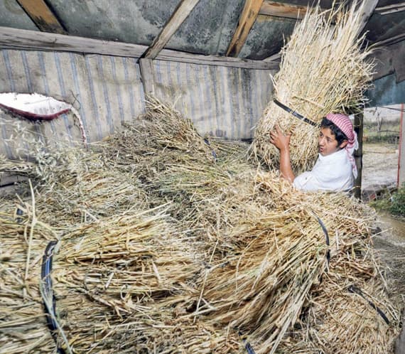 مزارعو الباحة يبدأون «صرام» القمح والشعير