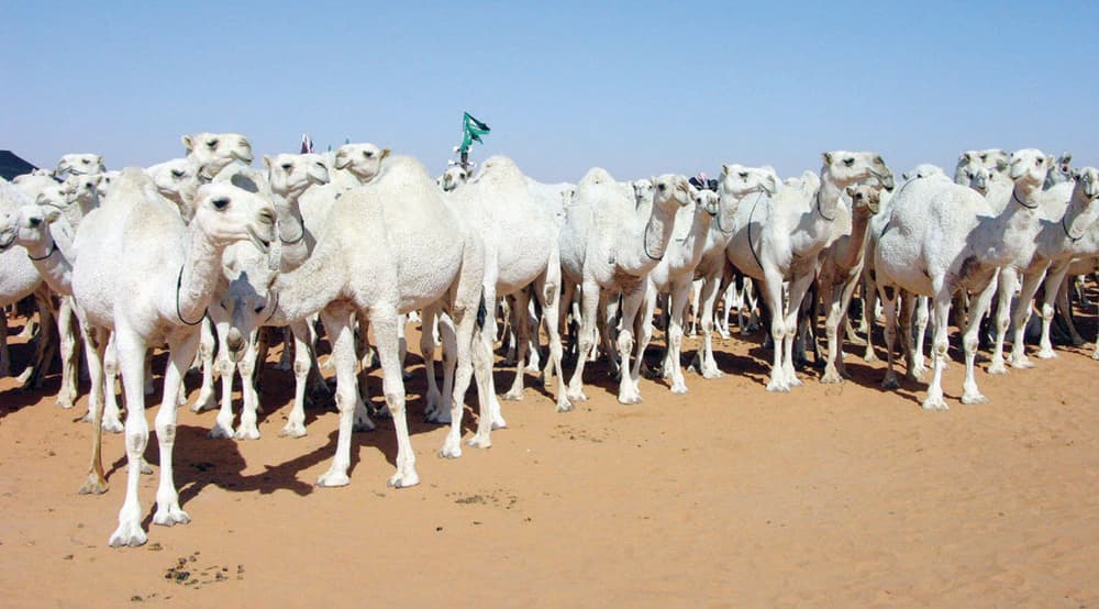 دراسة سعودية: زيادة عدد حلبات النوق تضاعف كمية الحليب