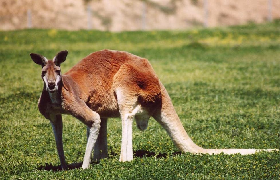 باحثون: حيوان الكنغر يستخدم ذيله كساق خامسة