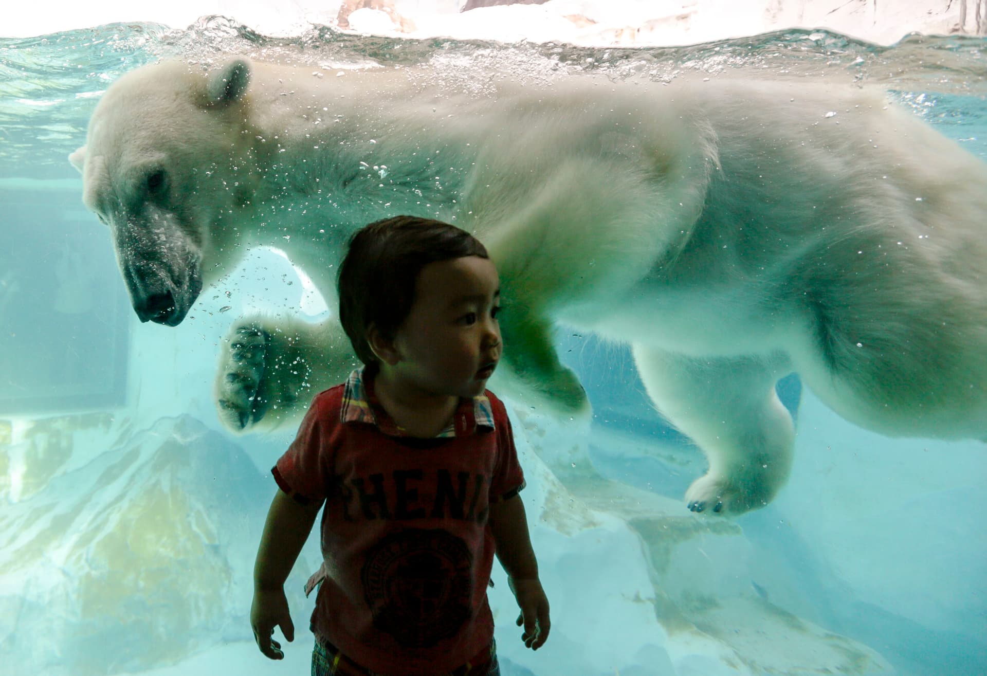 قصة مصورة : الدب القطبي في اليابان