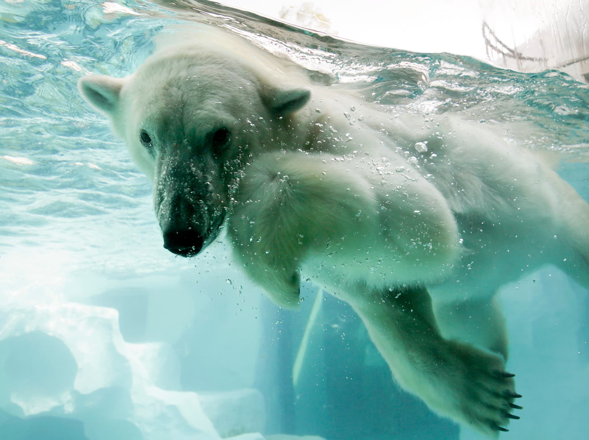 قصة مصورة : الدب القطبي في اليابان