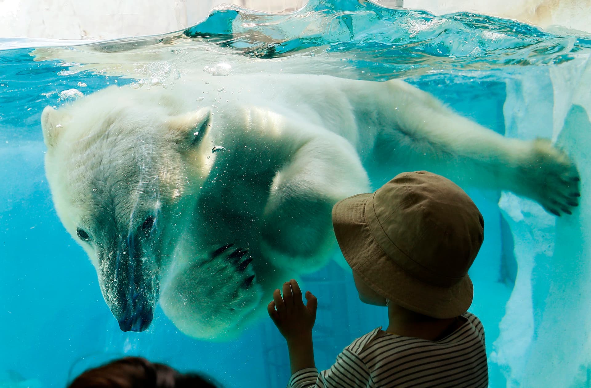 قصة مصورة : الدب القطبي في اليابان