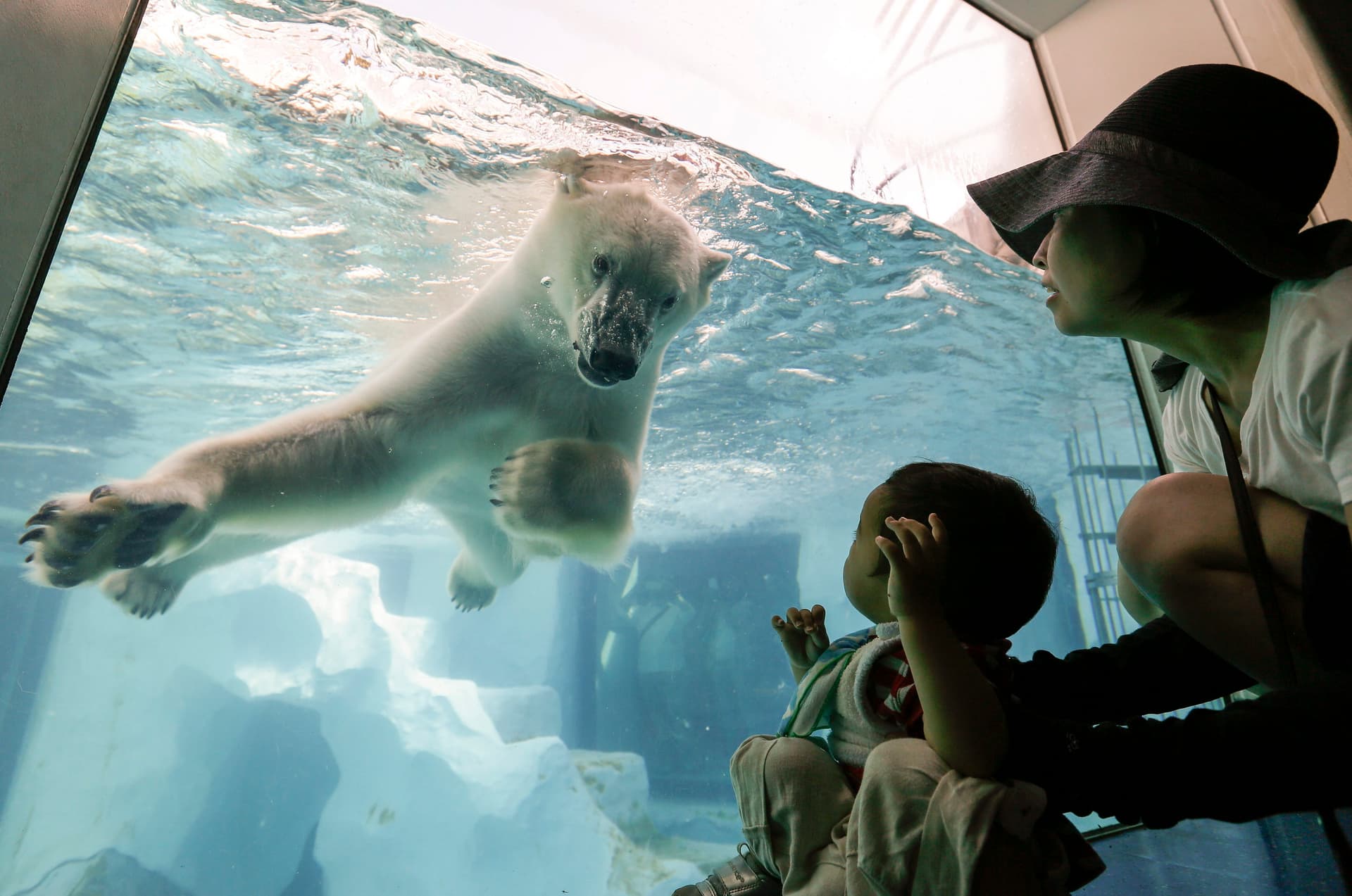 قصة مصورة : الدب القطبي في اليابان