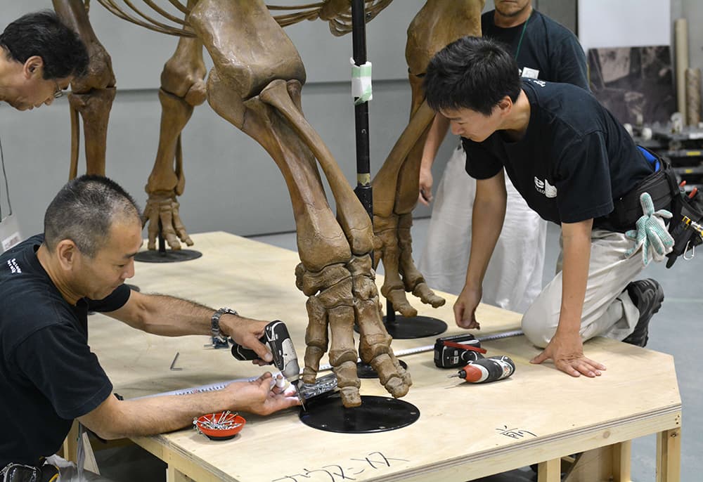 قصة مصورة : هيكل عظمي في المتحف الوطني