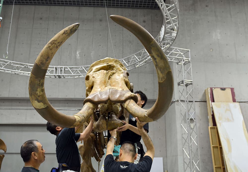 قصة مصورة : هيكل عظمي في المتحف الوطني