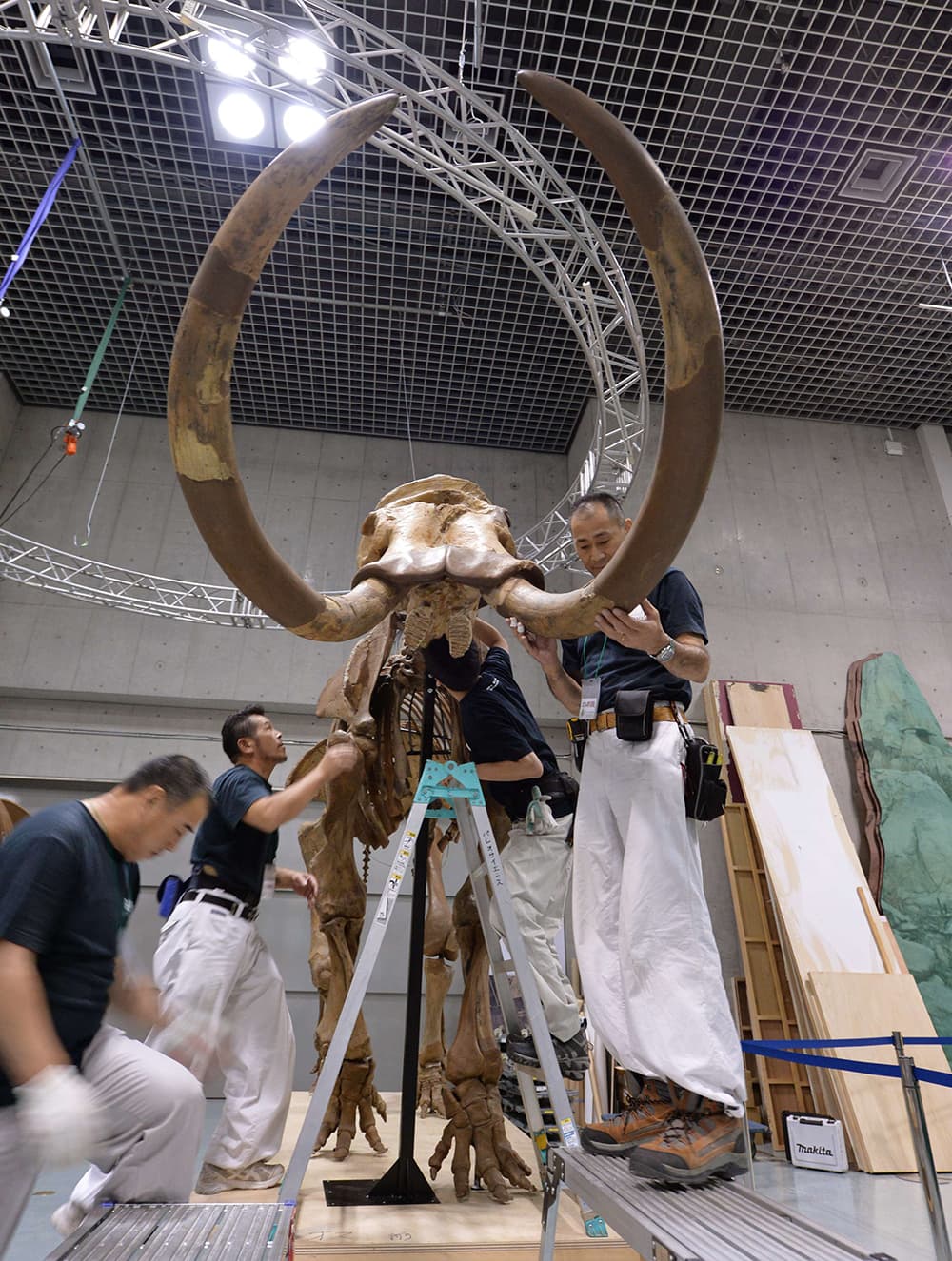 قصة مصورة : هيكل عظمي في المتحف الوطني