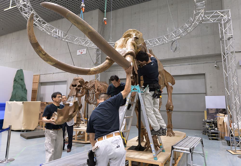 قصة مصورة : هيكل عظمي في المتحف الوطني