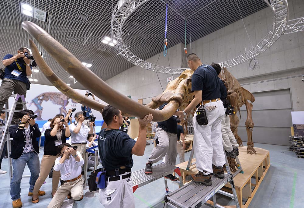 قصة مصورة : هيكل عظمي في المتحف الوطني