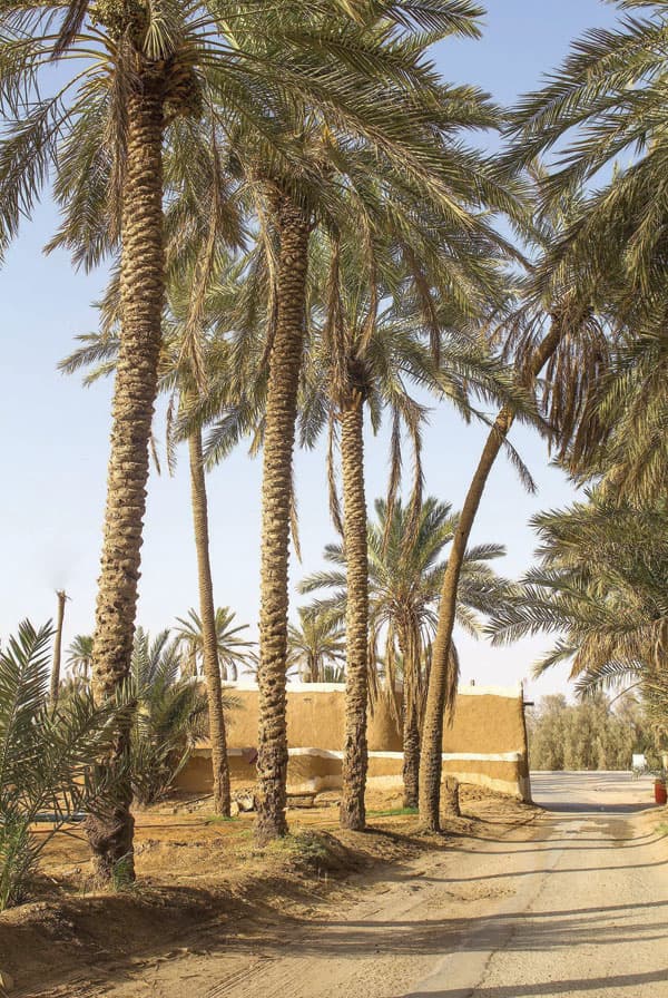 مساجد القصيم الطينية .. مقصد الروحانية