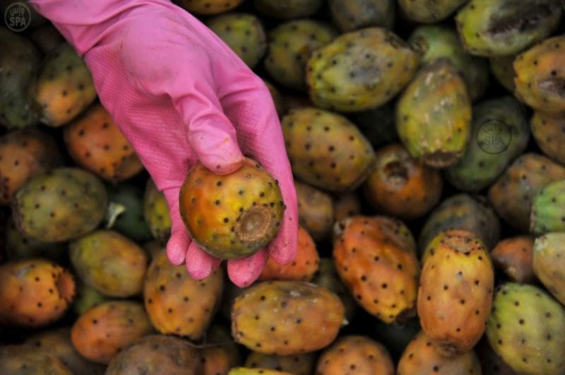 مزارع الباحة تنثر خيراتها في أسواق المنطقة